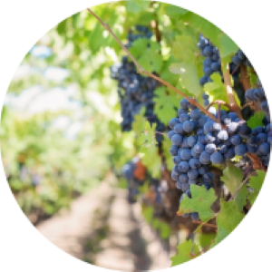 Nos Vignerons